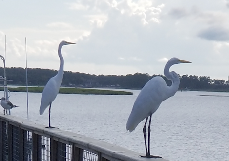 Herons at Hudsons, Hilton Head, Palmetto Dunes