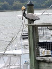 Pelican sitting on the dock, Hilton Head, Palmetto Dunes.
